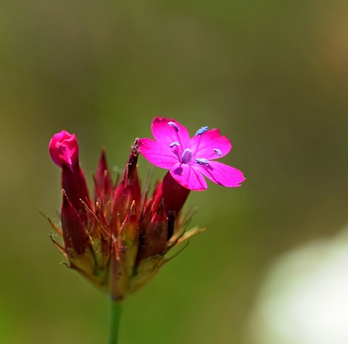Dianthus cruentus, photograph 4