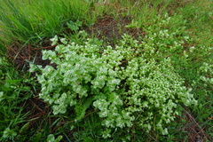 Valeriana samolifolia