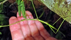 Cladoxerus cryphaleus