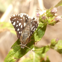Spialia