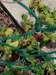 Leptosia nina