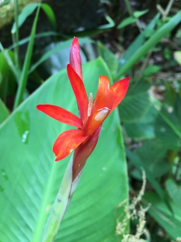 Canna tuerckheimii image