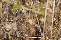 Anisophya schoenemanni