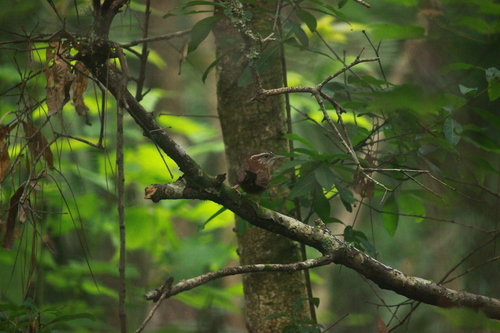 Thryothorus ludovicianus image