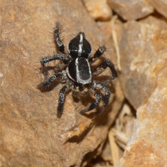 Stenaelurillus termitophagus