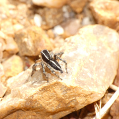 Stenaelurillus termitophagus