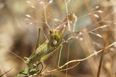 Anisophya schoenemanni