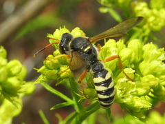 Cerceris tuberculata