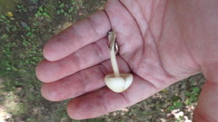 Zhuliangomyces illinitus