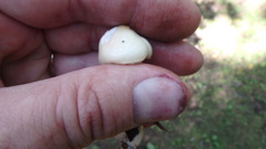 Zhuliangomyces illinitus