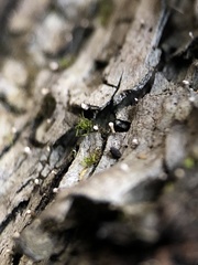 Dictyocatenulata alba