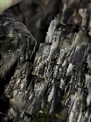 Dictyocatenulata alba