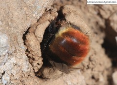 Anthophora plagiata
