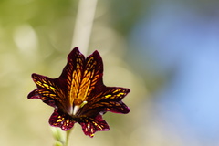 Salpiglossis sinuata