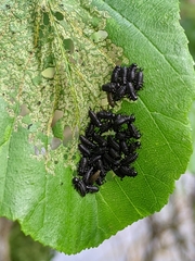 Chrysomela interrupta