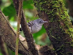 Hypocnemoides maculicauda