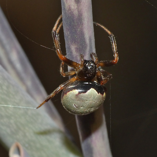 Green-pea Spider