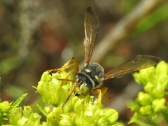 Cerceris tuberculata
