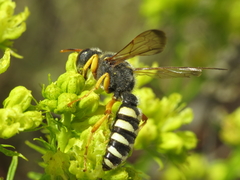 Cerceris tuberculata