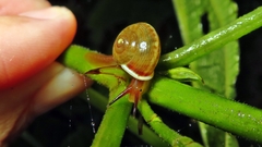 Helicina inaequistriata