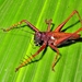Spiny Predatory Katydids - Photo (c) Rogerio Dias, some rights reserved (CC BY-NC), uploaded by Rogerio Dias