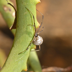 Latrodectus rhodesiensis