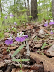 Collinsia violacea