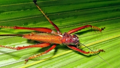 Listroscelis angustifrons