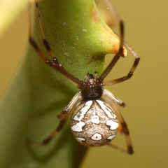 Latrodectus rhodesiensis
