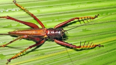 Listroscelis angustifrons