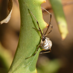 Latrodectus rhodesiensis