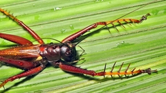 Listroscelis angustifrons