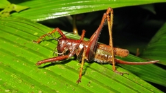 Listroscelis angustifrons