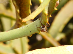 Latrodectus rhodesiensis