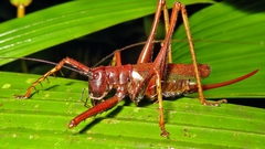 Listroscelis angustifrons