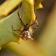 Latrodectus rhodesiensis