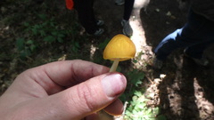 Pluteus luteus
