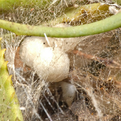 Latrodectus rhodesiensis