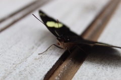 Catonephele numilia penthia