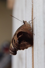 Catonephele numilia penthia