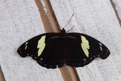 Catonephele numilia penthia