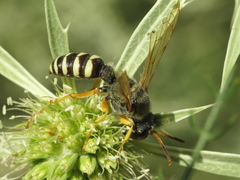 Cerceris tuberculata