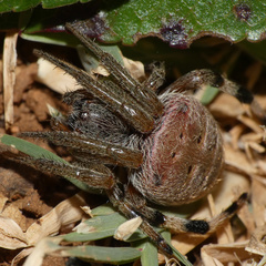 Neoscona rufipalpis