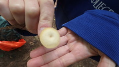 Clitocybula abundans