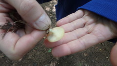 Clitocybula abundans