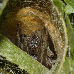 Neoscona rufipalpis