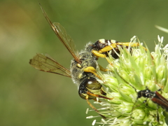 Cerceris tuberculata