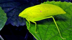 Phylloptera