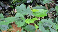 Phylloptera