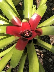 Neoregelia